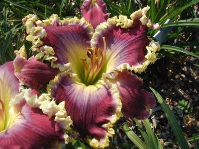 EVERY KNEE SHALL BOW 